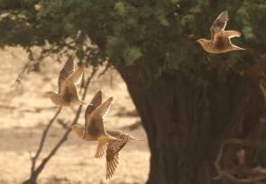 Namaqua Sandgrouse/Ganga namaqua????
