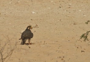 Lanner Falcon/Faucon lanier