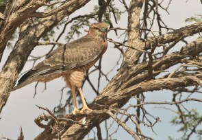 Autour chanteur (PCG)