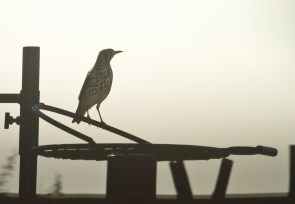 Groundscraper Thrush/Merle litsipsirupa