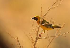 Southern Masked-Weaver/Tisserin à tête rouge