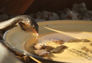 Karasburg Tree Shink