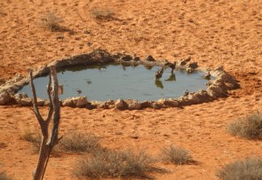Burchell's Sandgrouse/Ganga de Burchell