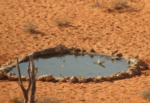 Burchell's Sandgrouse/Ganga de Burchell