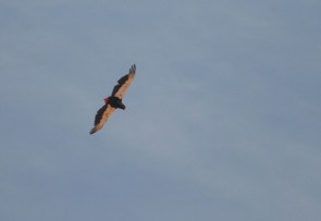 Bateleur Eagle/Bateleur des savannes