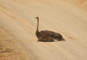 Autruche