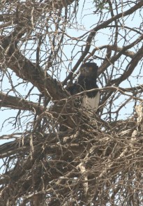 Black-chested Snake-Eagle/Circaète à poitrine noire