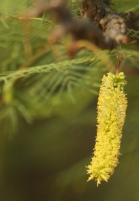 Prosopis glandulosa, fleur