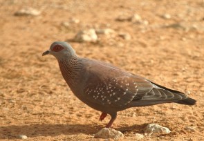 Speckled Pigeon/Pigeon Roussard