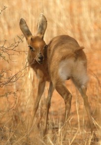 Steenbok