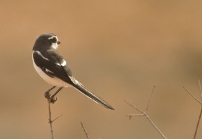 Common Fiscal / Pie-grièche fiscale