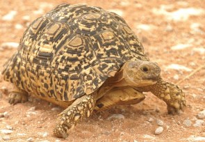 Leopard Tortoise/Tortue Léopard