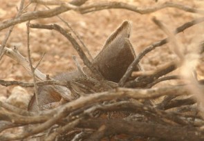Spotted Hyena/Hyène tachetée