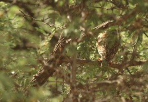 Pearl-spotted Owlet/Chevêchette africaine