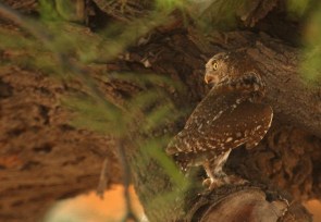 Pearl-spotted Owlet/Chevêchette africaine