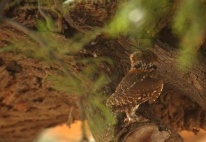 Pearl-spotted Owlet/Chevêchette africaine