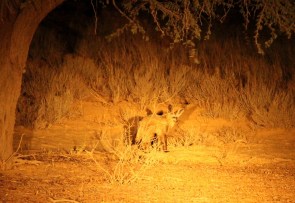  Bat-eared Fox/Otocyon