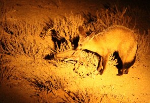  Bat-eared Fox/Otocyon