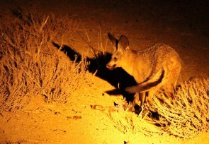  Bat-eared Fox/Otocyon