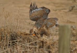 Pale-chanting Goshawk/Autour chanteur
