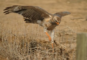 Pale-chanting Goshawk/Autour chanteur