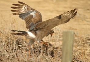 Pale-chanting Goshawk/Autour chanteur