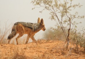 Black-backed Jackal/Chacal à chabraque