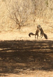 Ground Squirrel/Ecureuil fouisseur