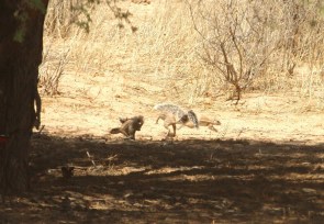 Ground Squirrel/Ecureuil fouisseur