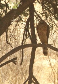 Pallid Harrier/Busard pâle