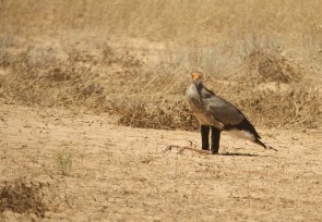 Secretary Bird/Secrétaire ou Serpentaire