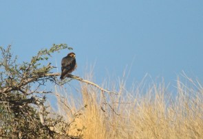 Lanner Falcon/Faucon lanier