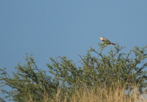 Black-shouldered Kite/Elanion blanc