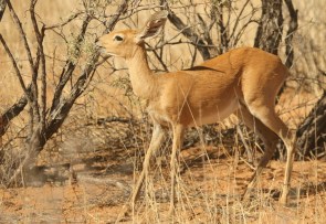 Steenbok