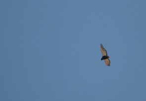 Bateleur Eagle/Bateleur des savannes