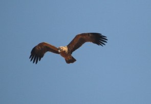 Tawny Eagle/Aigle ravisseur