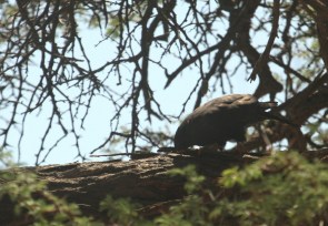 Gabar Goshawk melanistic/Autour gabar mélanistique