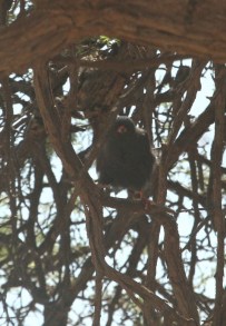 Gabar Goshawk melanistic/Autour gabar mélanistique