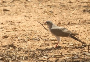 Pale-chanting Goshawk/Autour chanteur