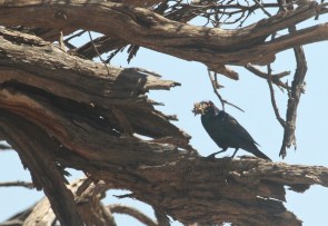 Cape Glossy Starling/Choucador à épaulettes rouges