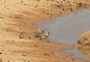 Scaly-feathered Finch/Spropipe squameux
