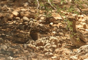 Spotted Thick-Knee/Oedicnème tachard +poussins