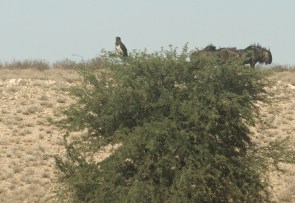 Black-chested Snake-Eagle/Circaète à poitrine noire