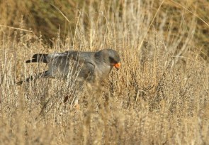 Pale chanting Goshawk/Autour chanteur