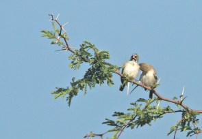 Scaly-feathered Finch/Sporopipe squameux