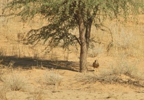 Lanner Falcon/Faucon lanier
