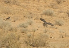 Lanner Falcon/Faucon lanier