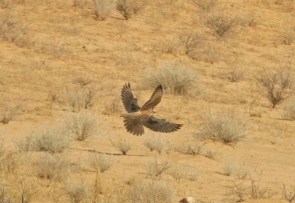Lanner Falcon/Faucon lanier