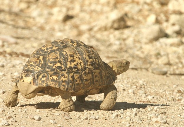 Tortue léopard
