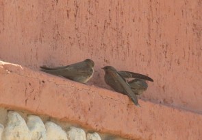 Rock Martin/Hirondelle isabelline